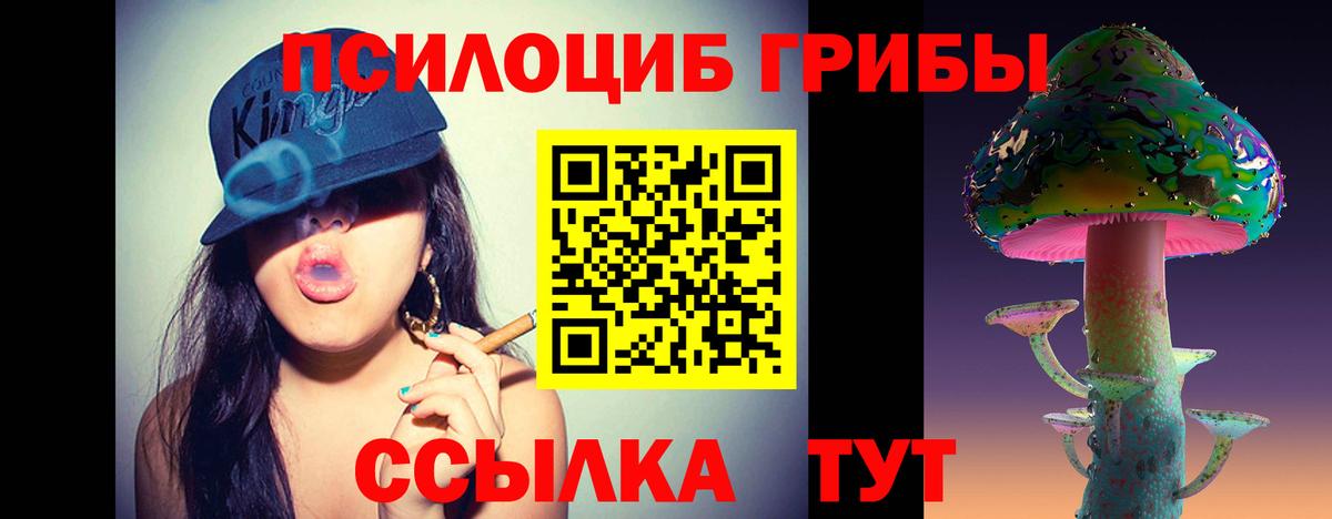 Псилоцибиновые грибы Psilocybe Новокузнецк